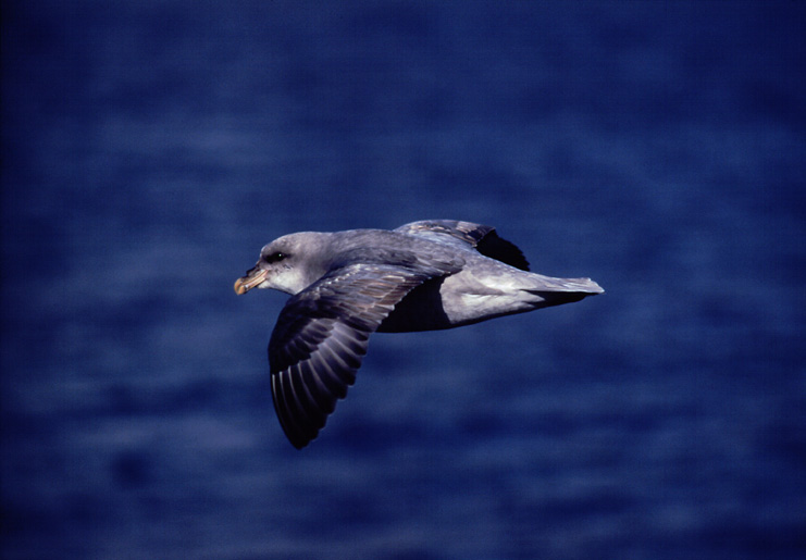 Fulmar